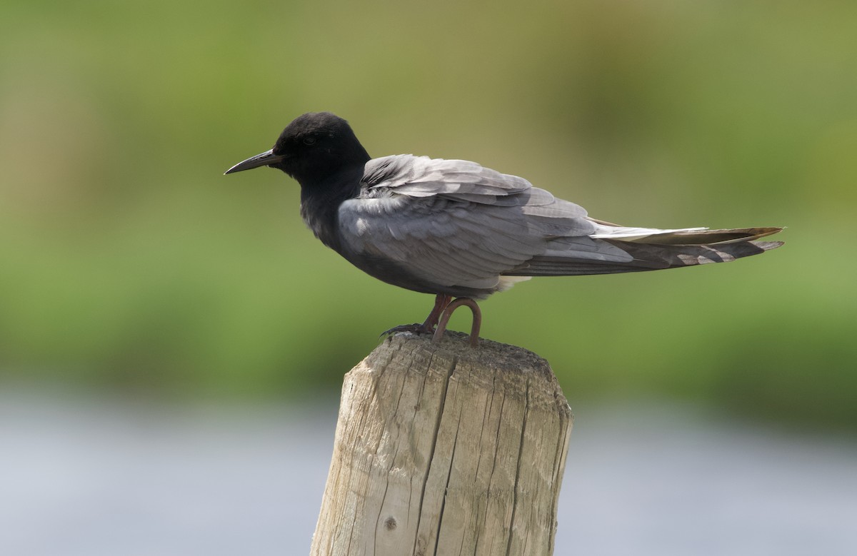 Black Tern - John Anderson