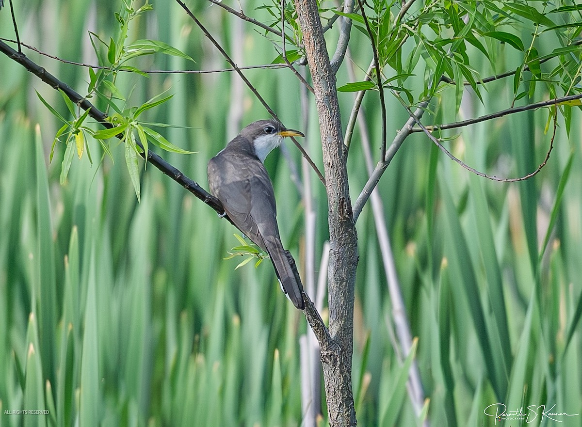 Yellow-billed Cuckoo - Paranthaman Kannan