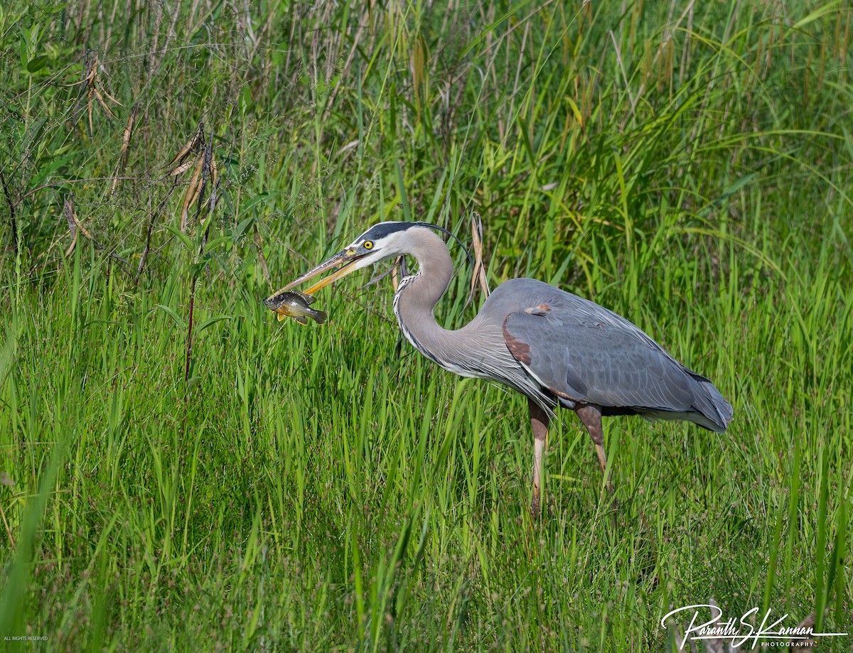 Great Blue Heron - Paranthaman Kannan