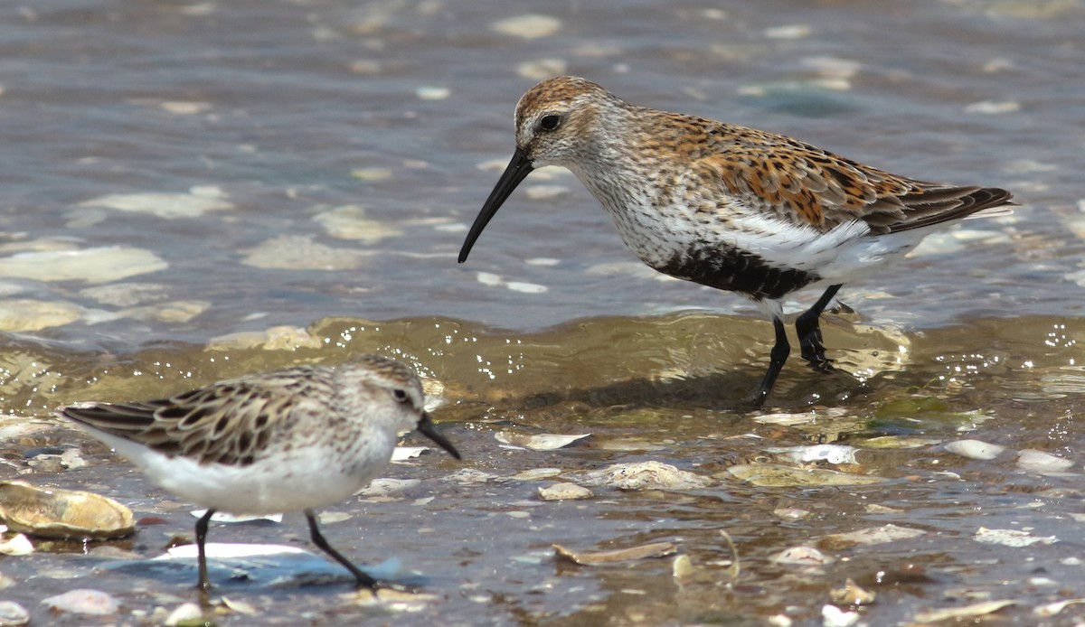 Dunlin - ML619652974