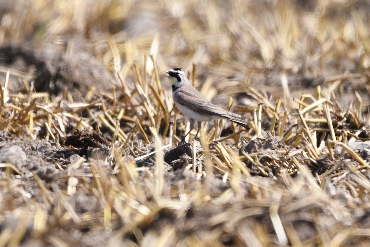 Horned Lark - Donna Carter