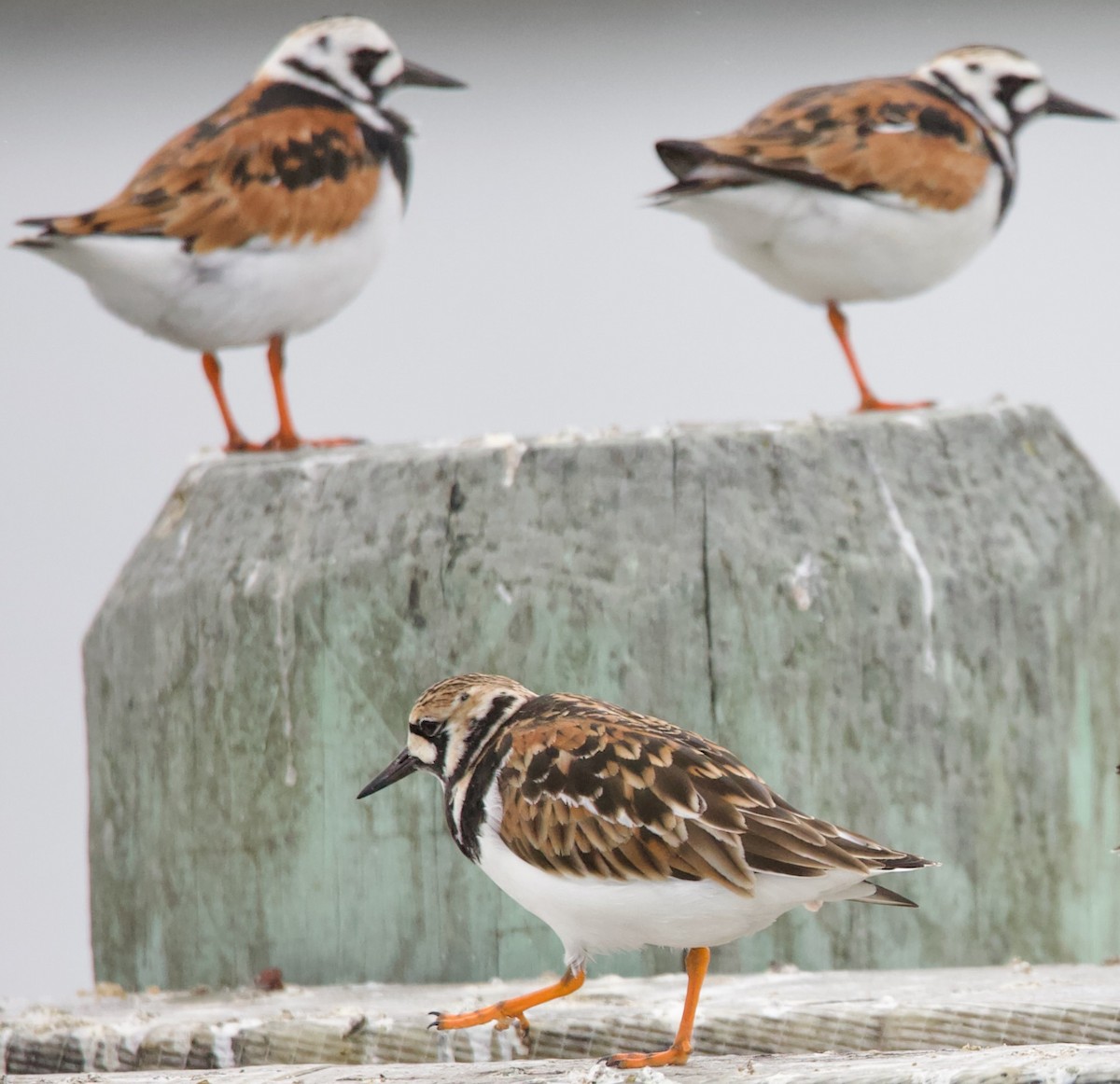 Ruddy Turnstone - Douglas Baird