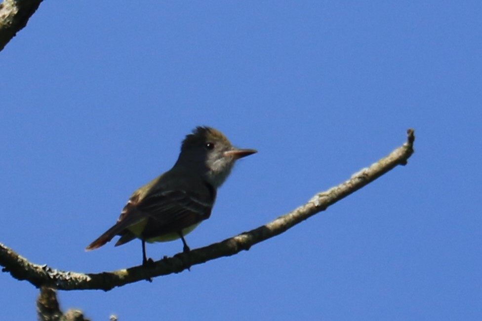 Great Crested Flycatcher - Jennifer Allison