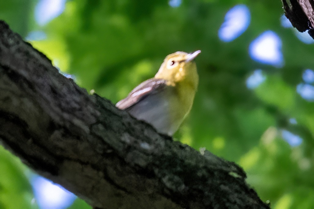 Yellow-throated Vireo - James Hoagland