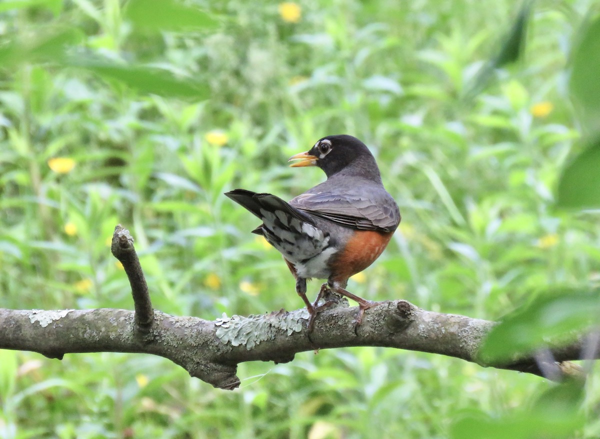 American Robin - Lisa D