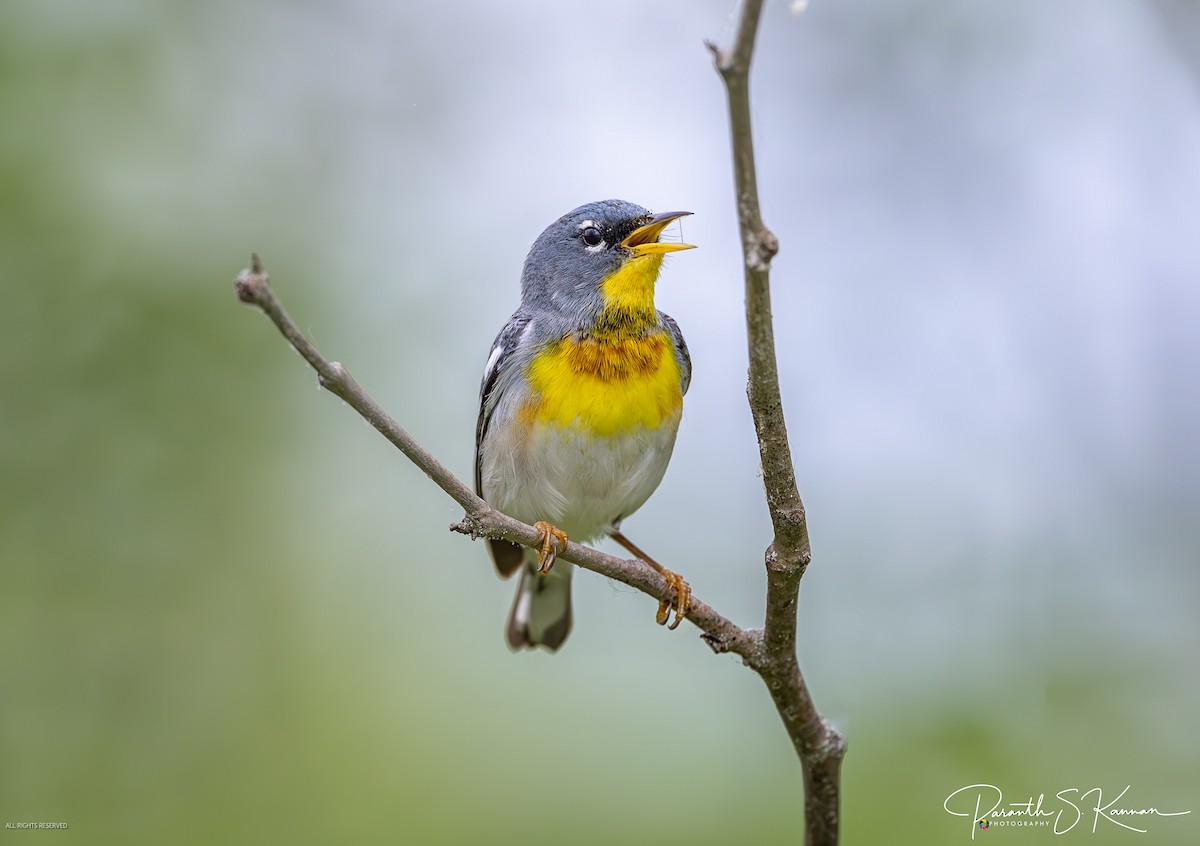 Northern Parula - Paranthaman Kannan