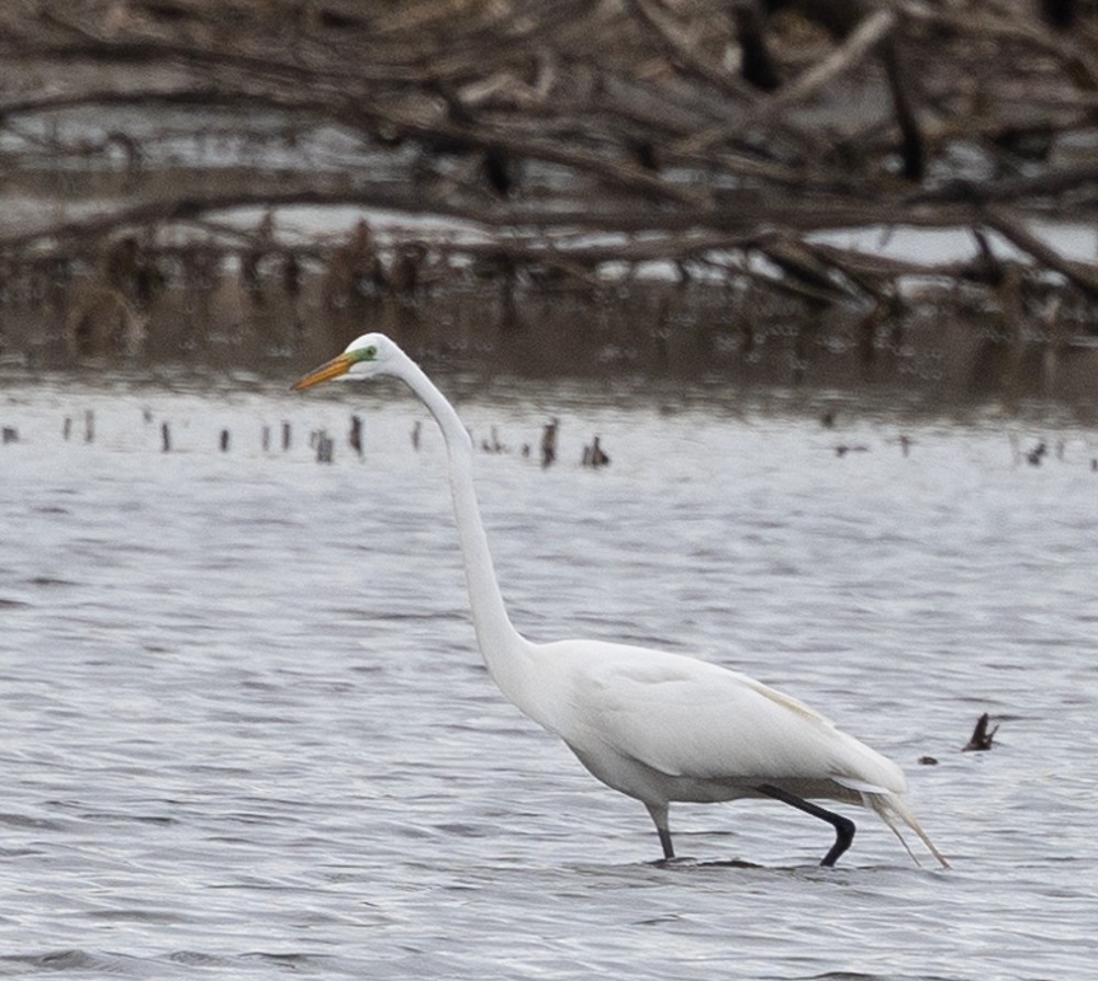 Great Egret - Carl & Judi Manning