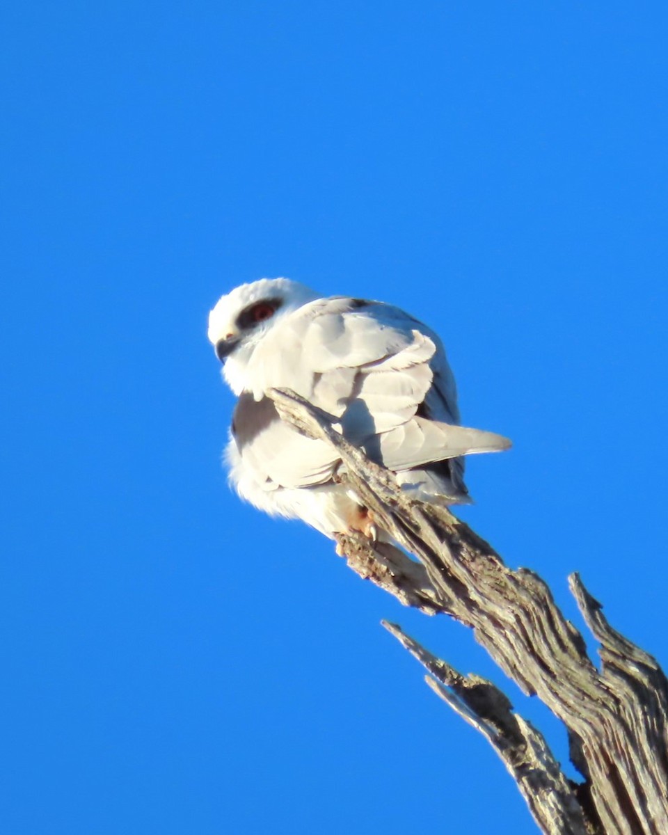 Black-shouldered Kite - Sarah Chaplin