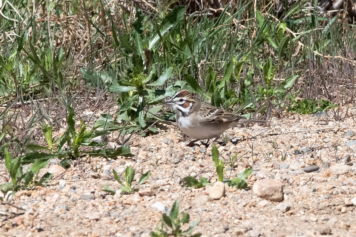 Lark Sparrow - Liz Klinger