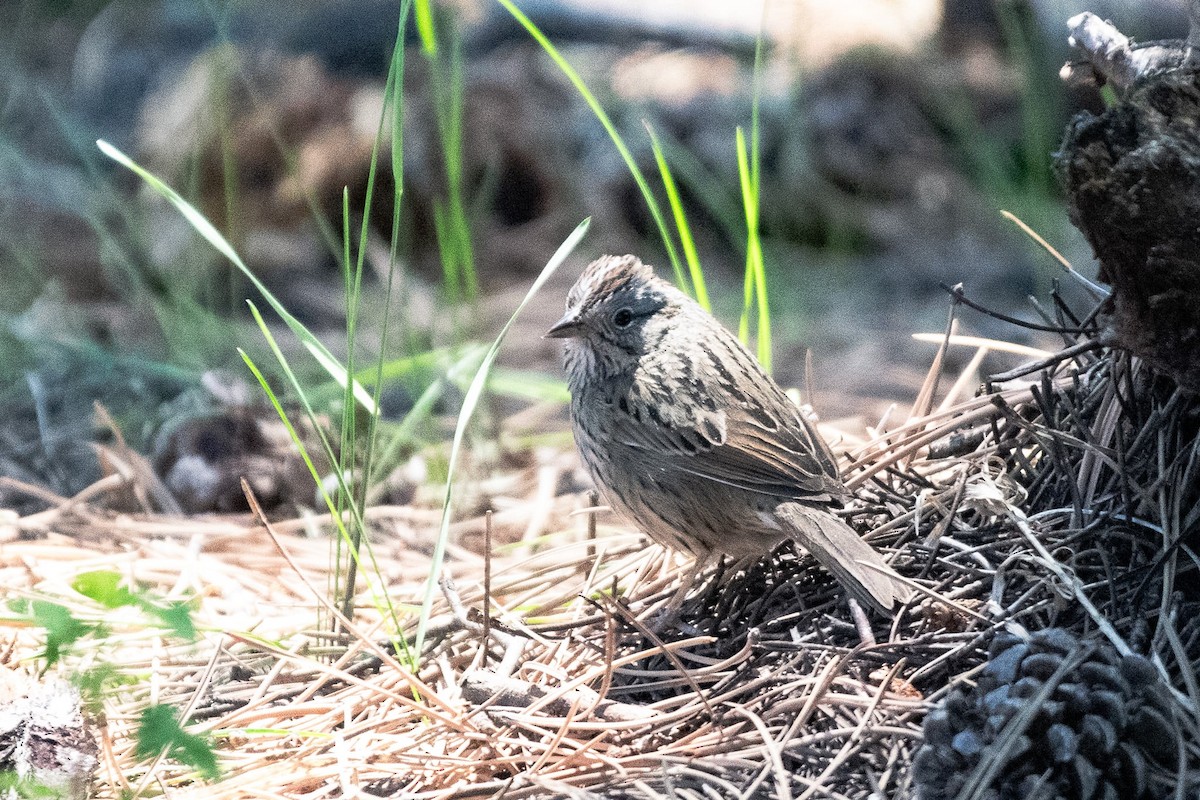 Lincoln's Sparrow - ML619653010