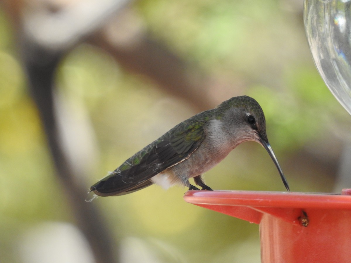 Black-chinned Hummingbird - Becky Boley