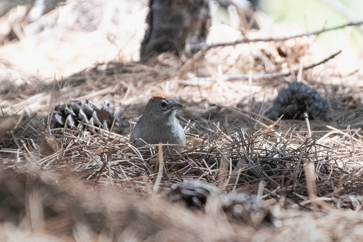 Green-tailed Towhee - Liz Klinger