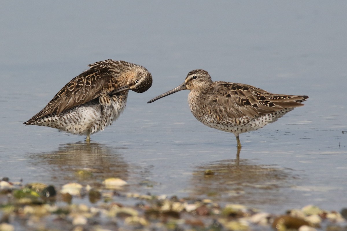 Short-billed Dowitcher - Alan Malina