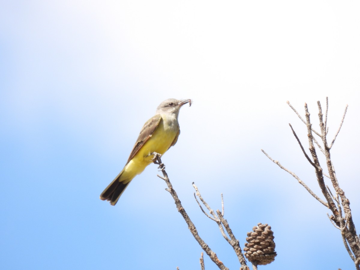 Western Kingbird - ML619653028