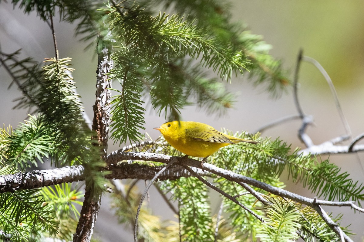 Wilson's Warbler - Liz Klinger