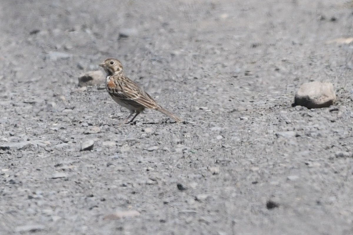 Vesper Sparrow - Donna Carter