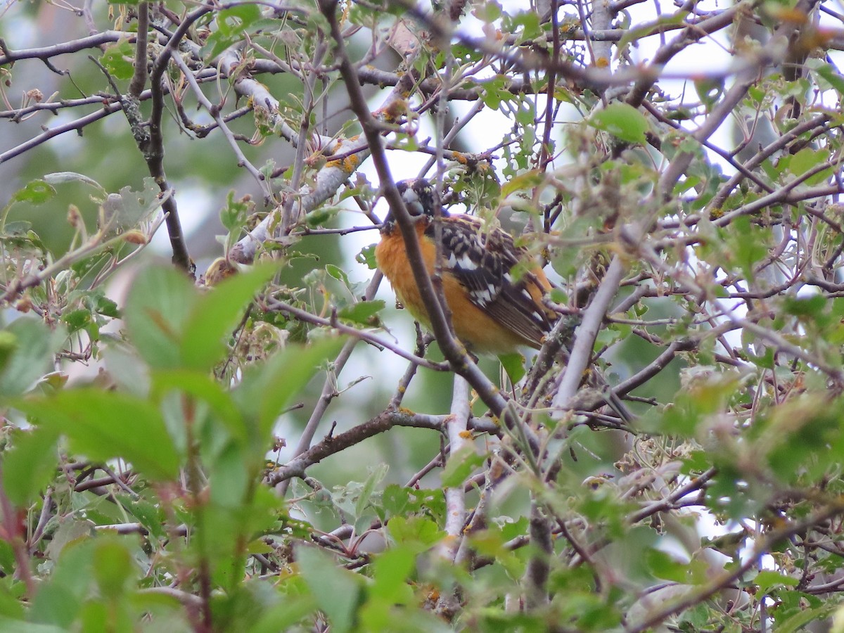 Black-headed Grosbeak - Gabriel LeRoy