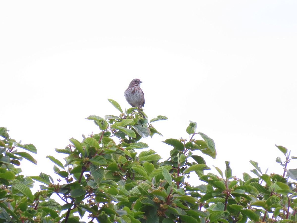 Song Sparrow - Gabriel LeRoy