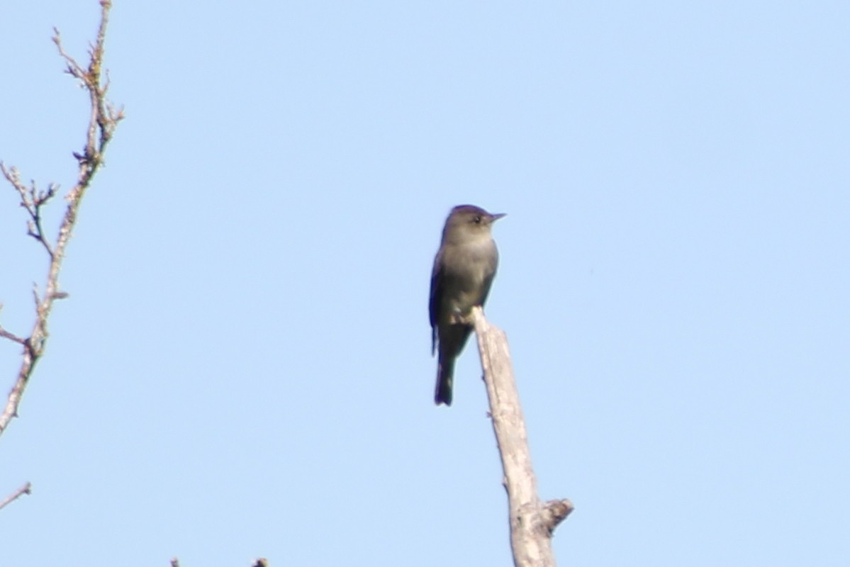 Western Wood-Pewee - Audrey Gordon