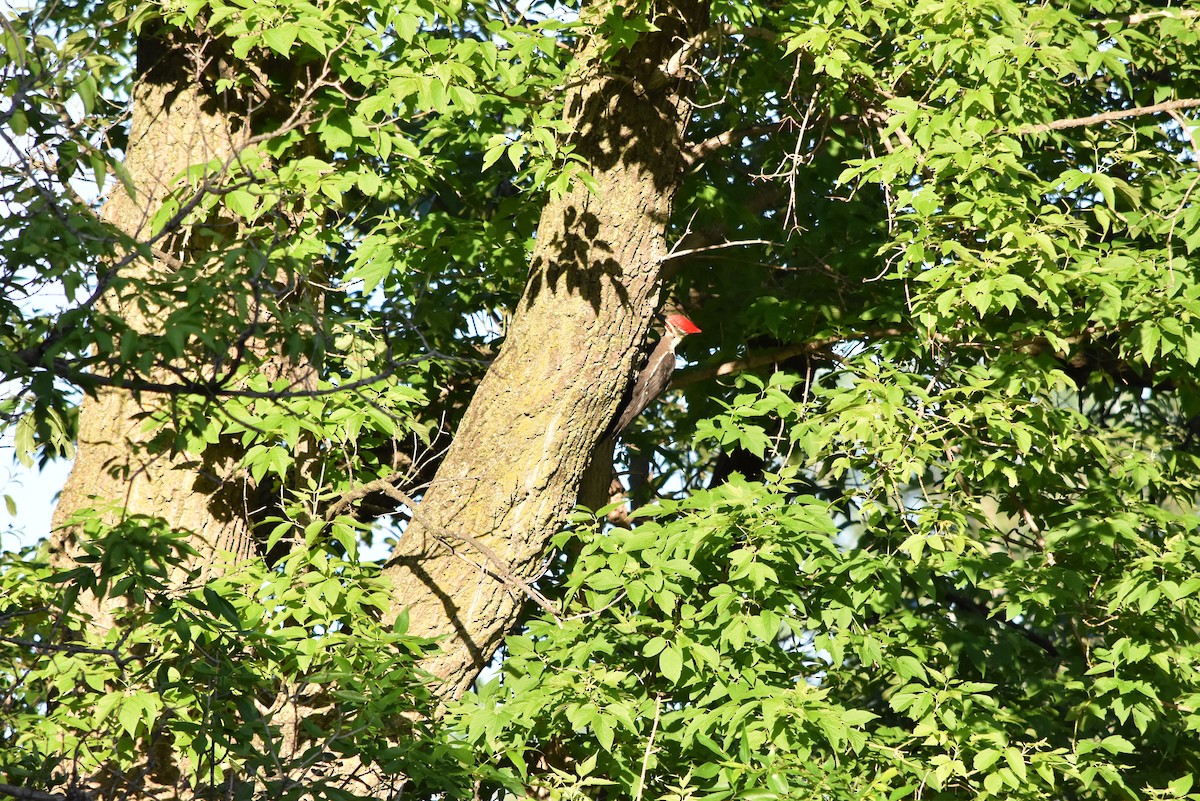 Pileated Woodpecker - Marty Hoag