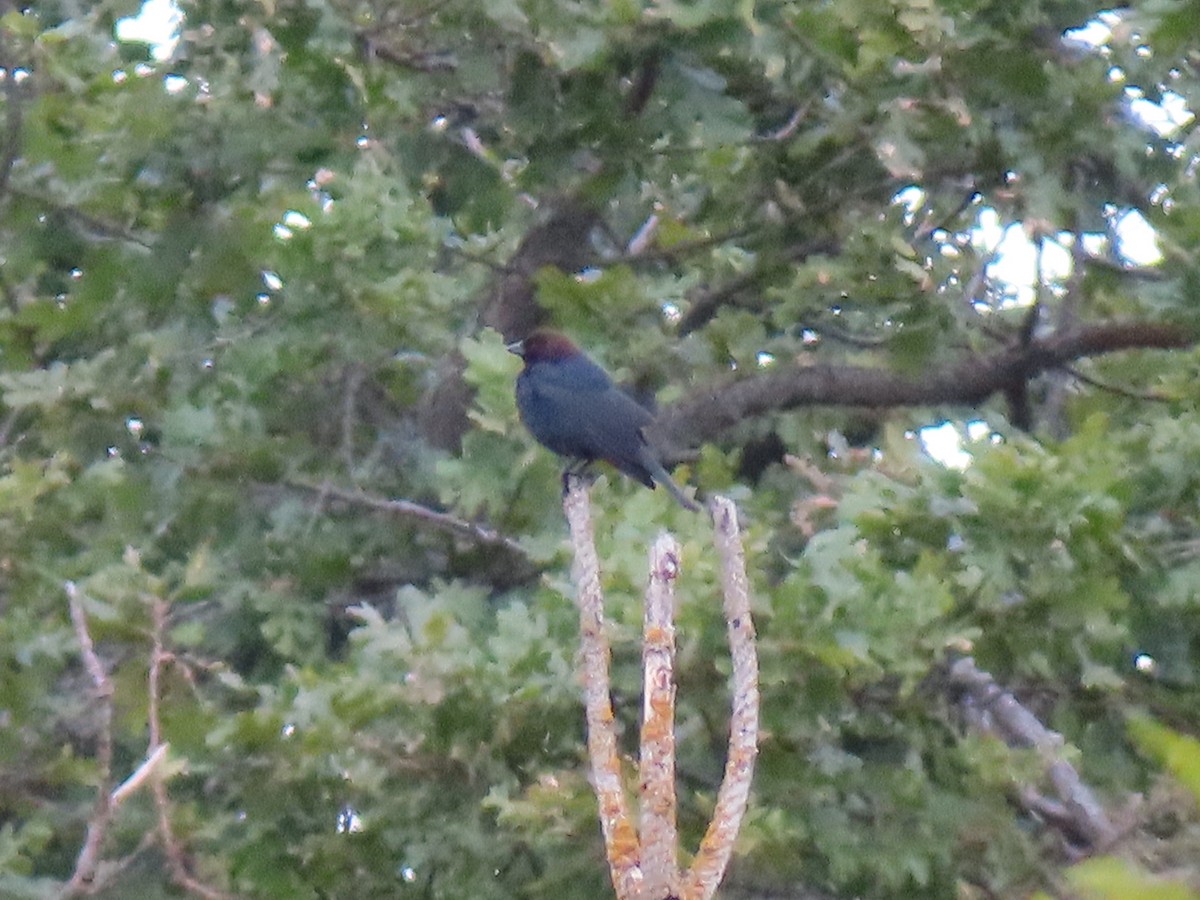 Brown-headed Cowbird - Gabriel LeRoy