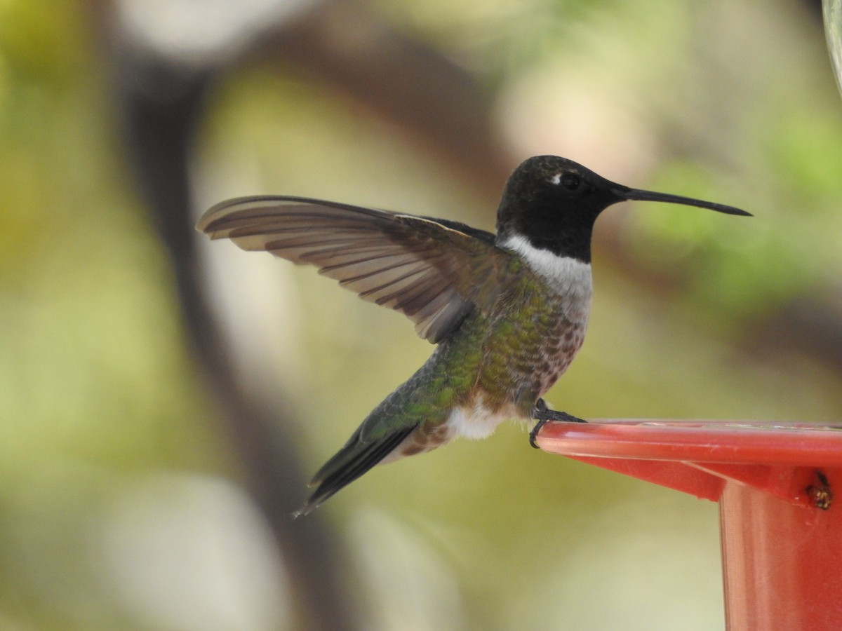 Black-chinned Hummingbird - ML619653061