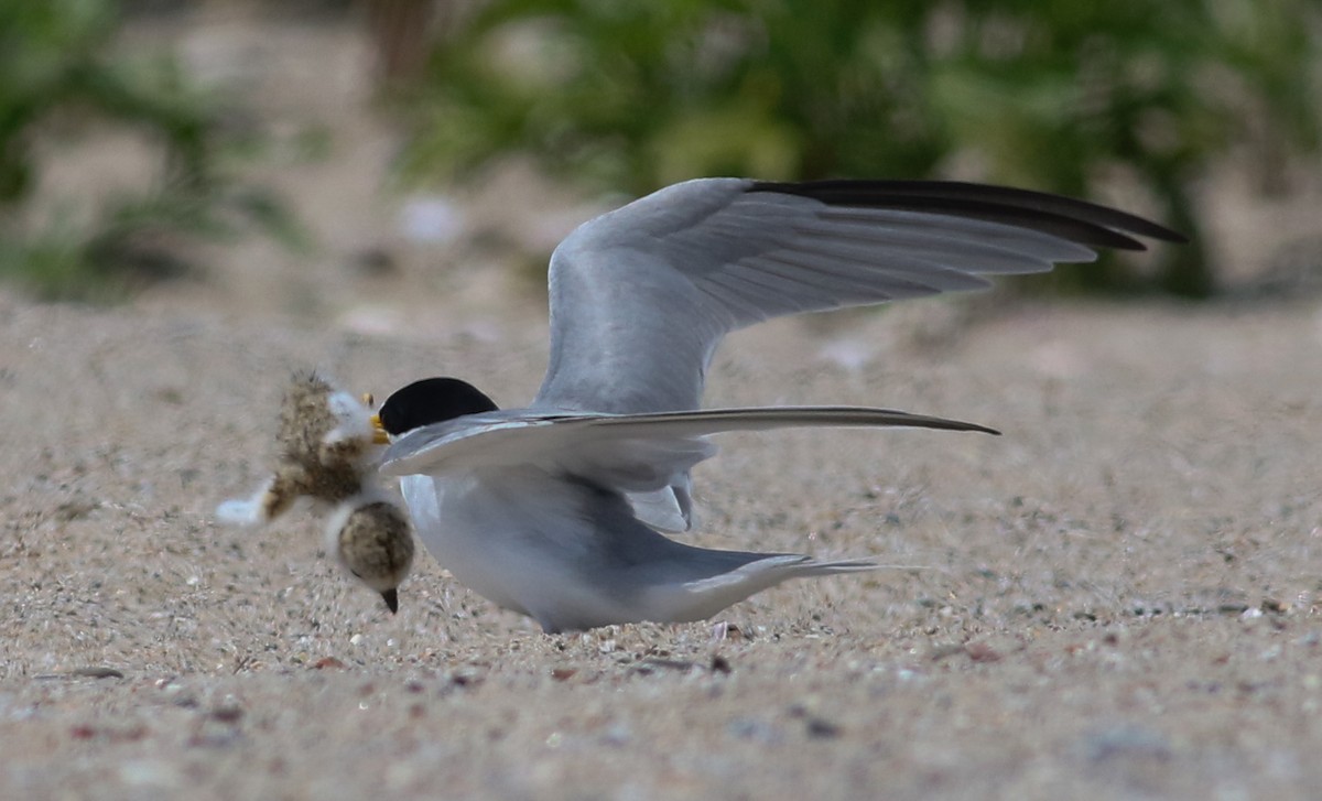 Least Tern - Jason Rieger