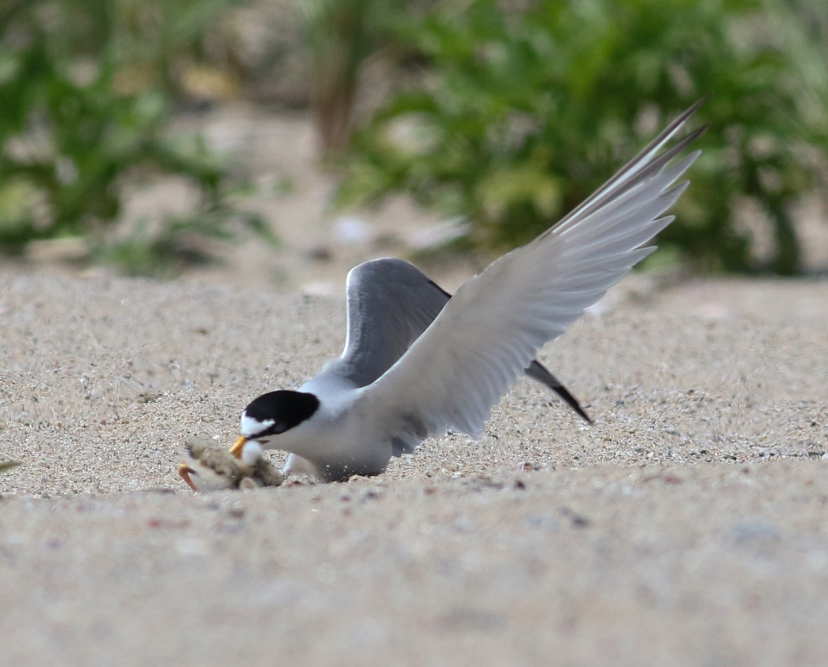 Least Tern - Jason Rieger