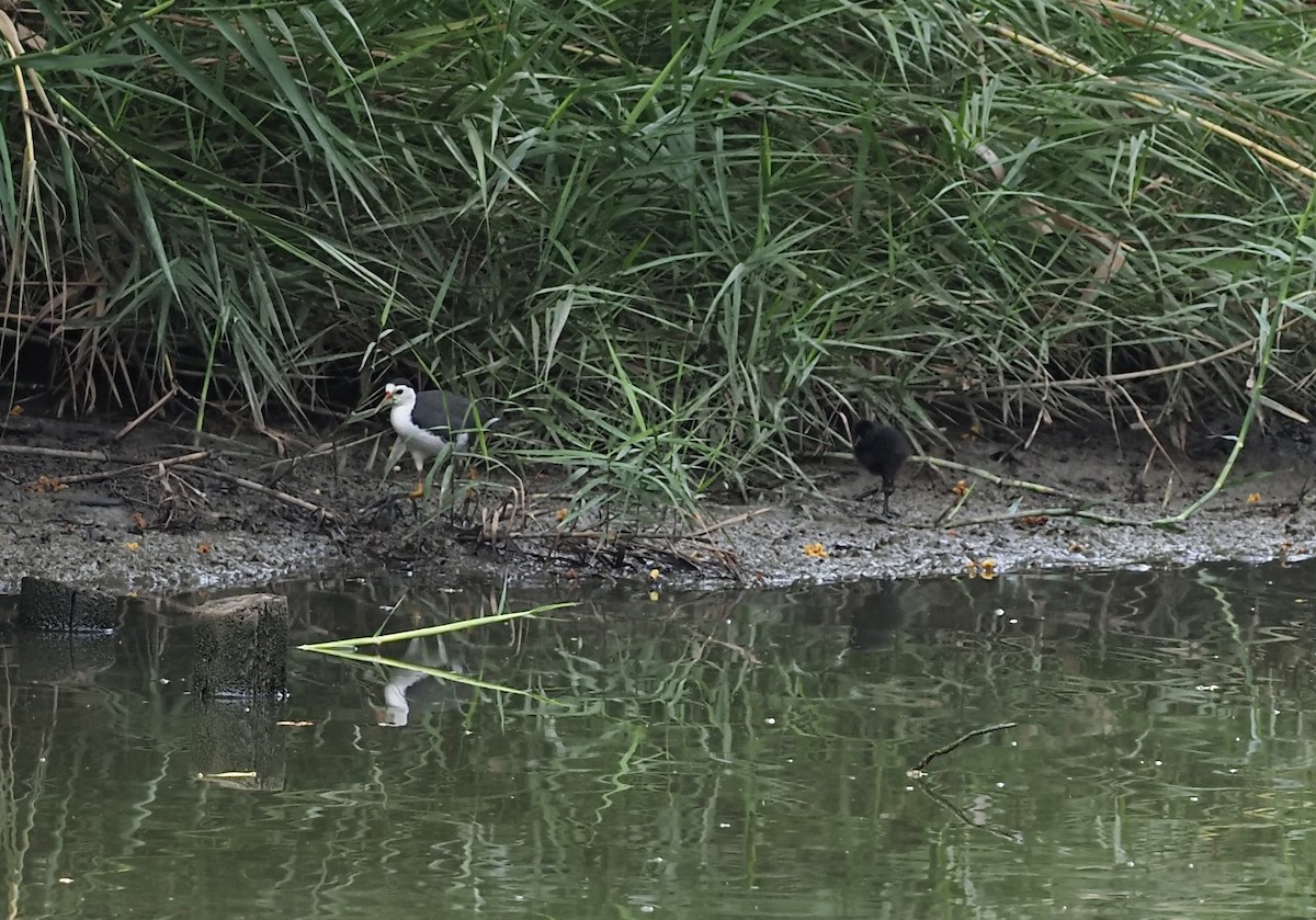 White-breasted Waterhen - 芳色 林