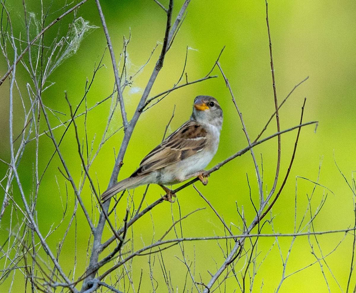 House Sparrow - Scott Murphy