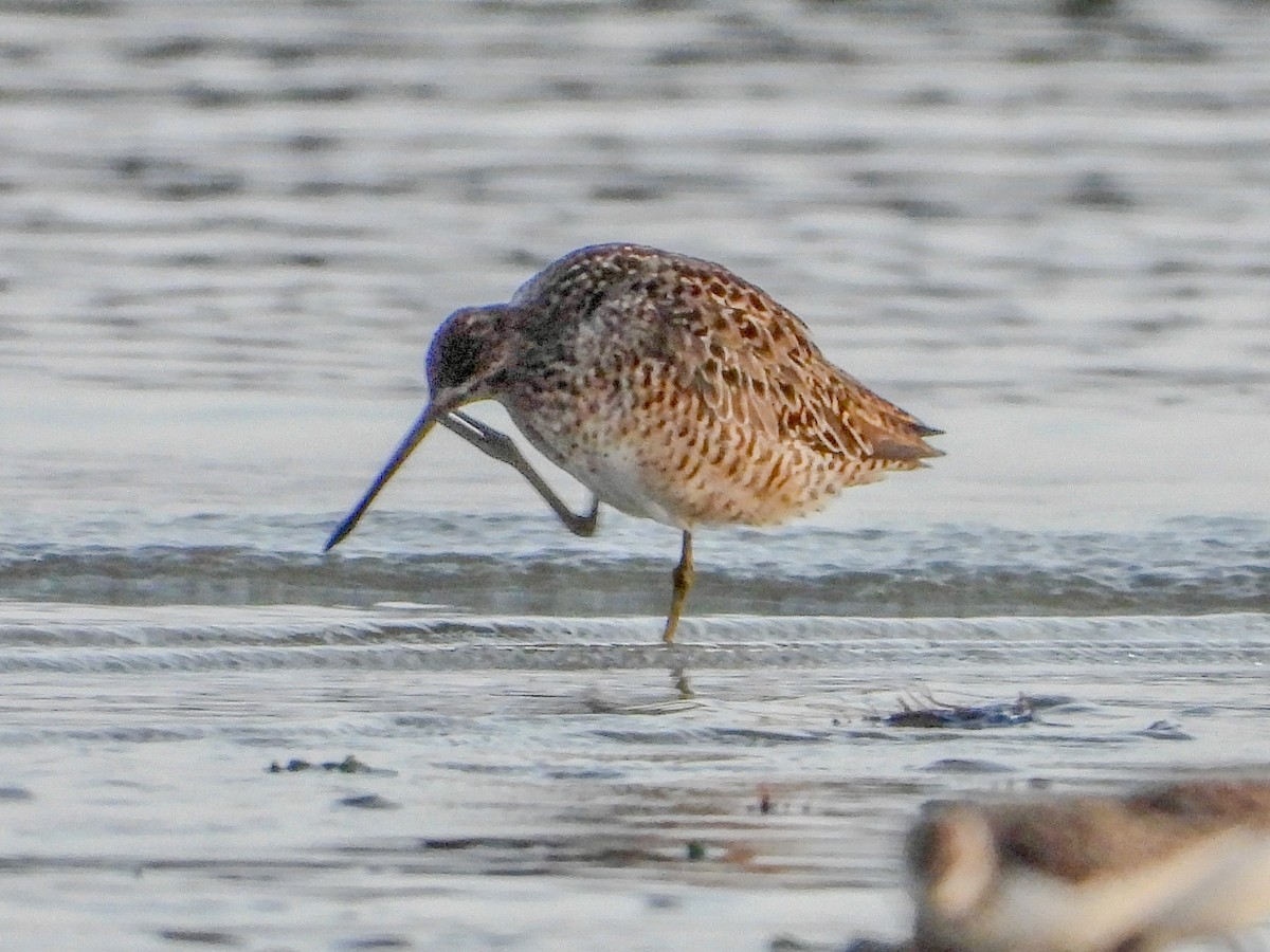 Short-billed Dowitcher - Vicki Chatel  (*v*)