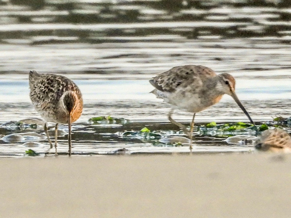 Short-billed Dowitcher - Vicki Chatel  (*v*)