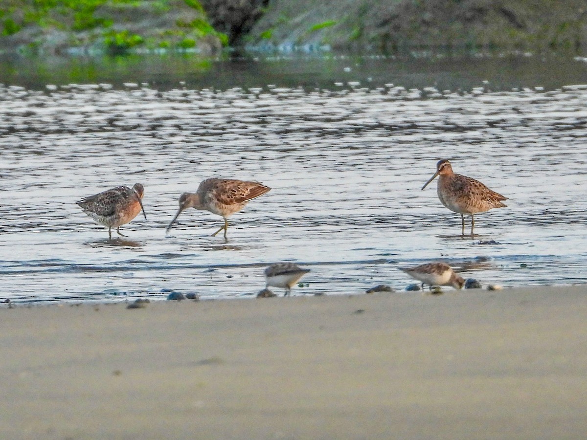 Short-billed Dowitcher - Vicki Chatel  (*v*)