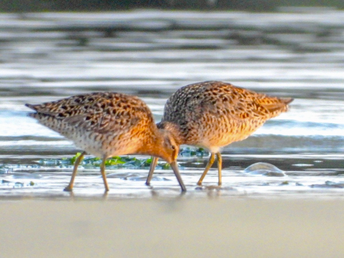 Short-billed Dowitcher - Vicki Chatel  (*v*)