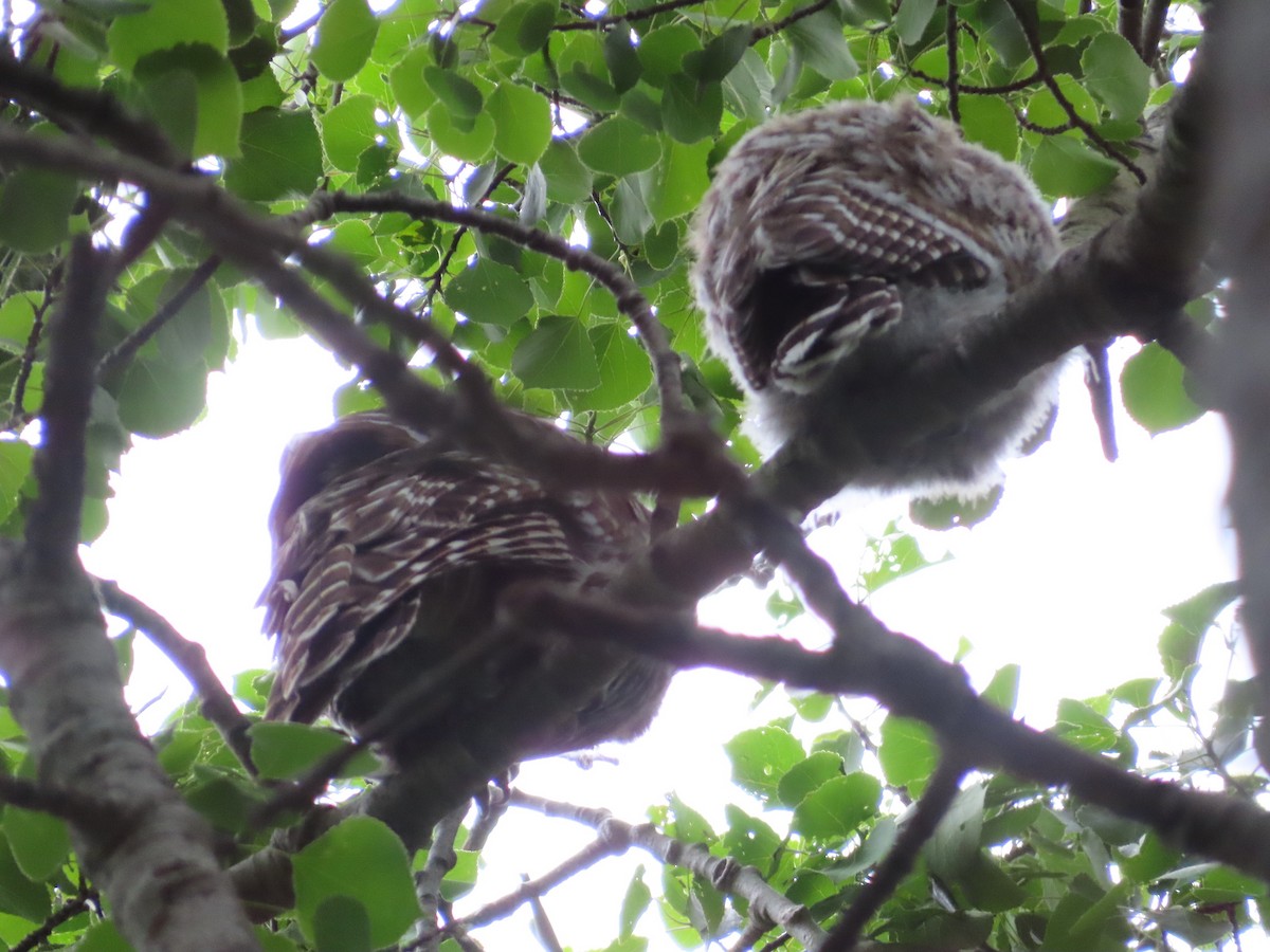 Barred Owl - ML619653084