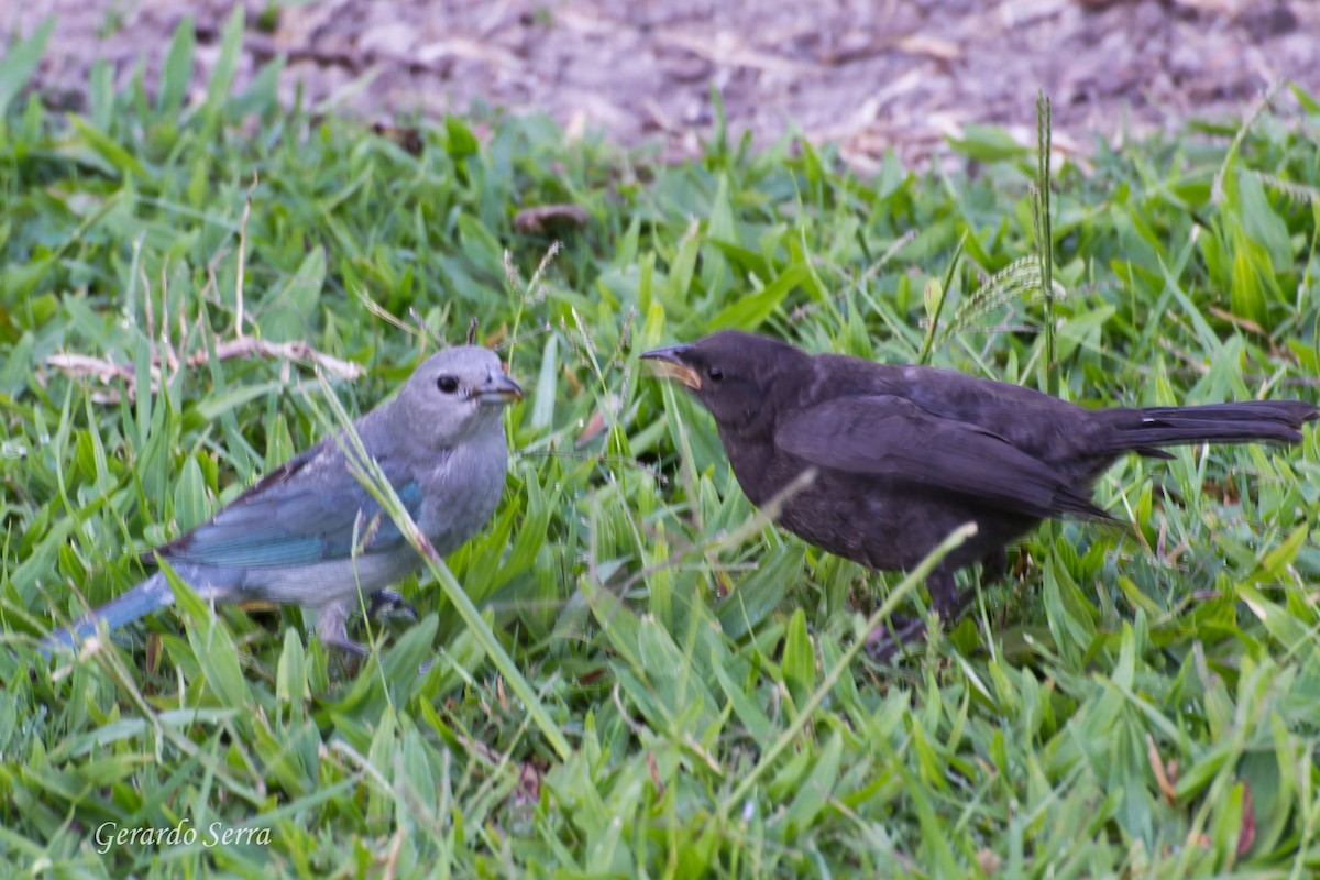 Shiny Cowbird - Gerardo Serra