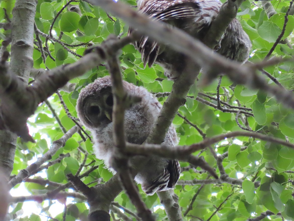 Barred Owl - ML619653090