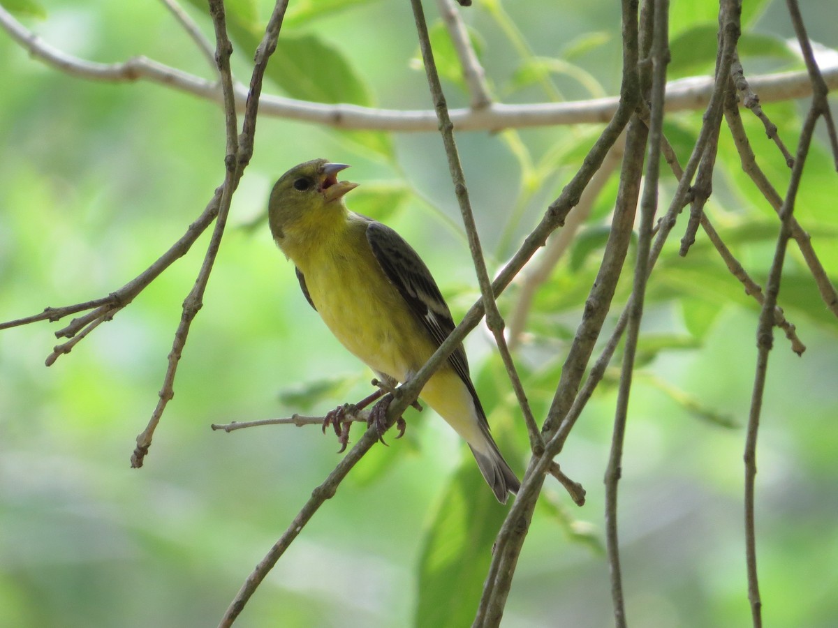 Lesser Goldfinch - Tamie Bulow