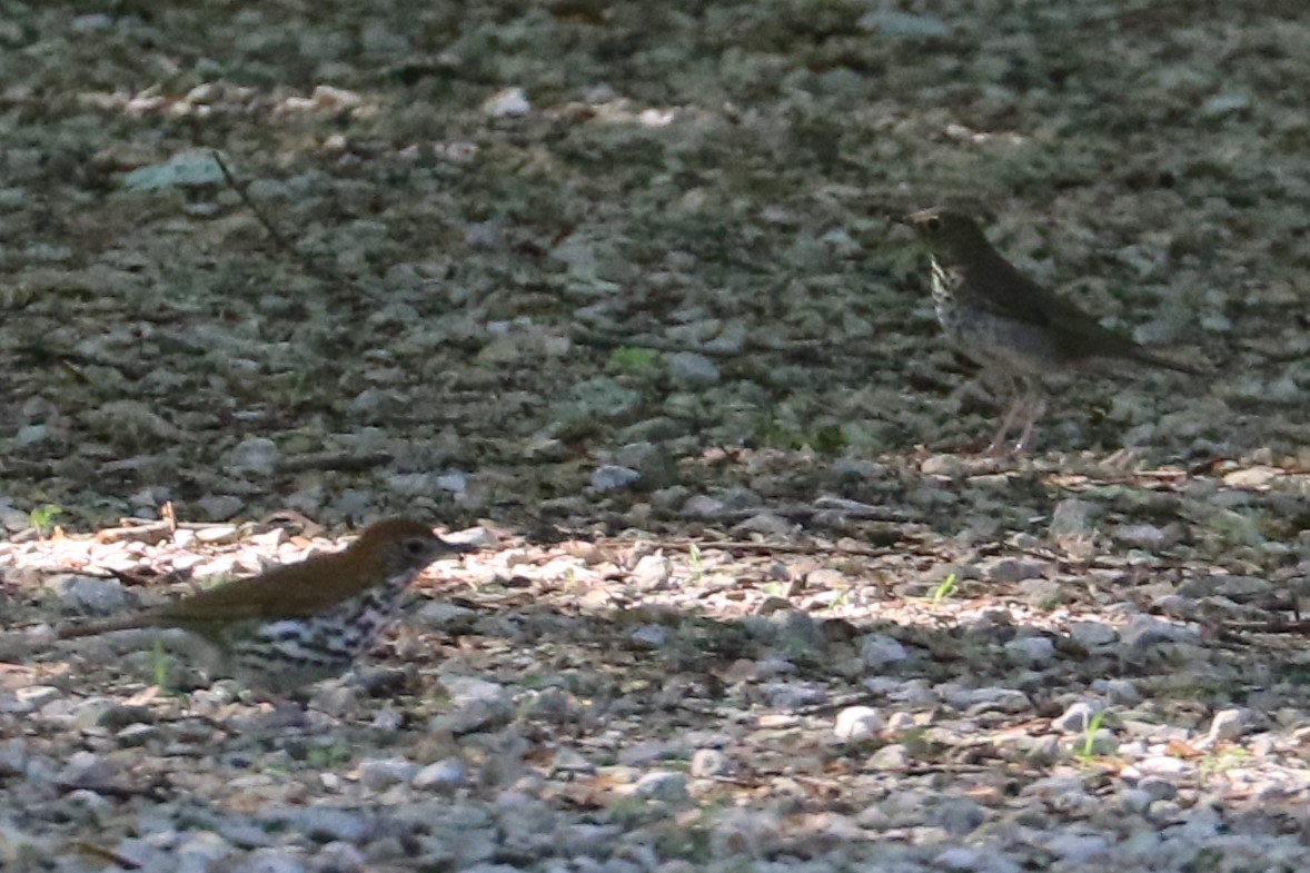 Swainson's Thrush - Jennifer Allison