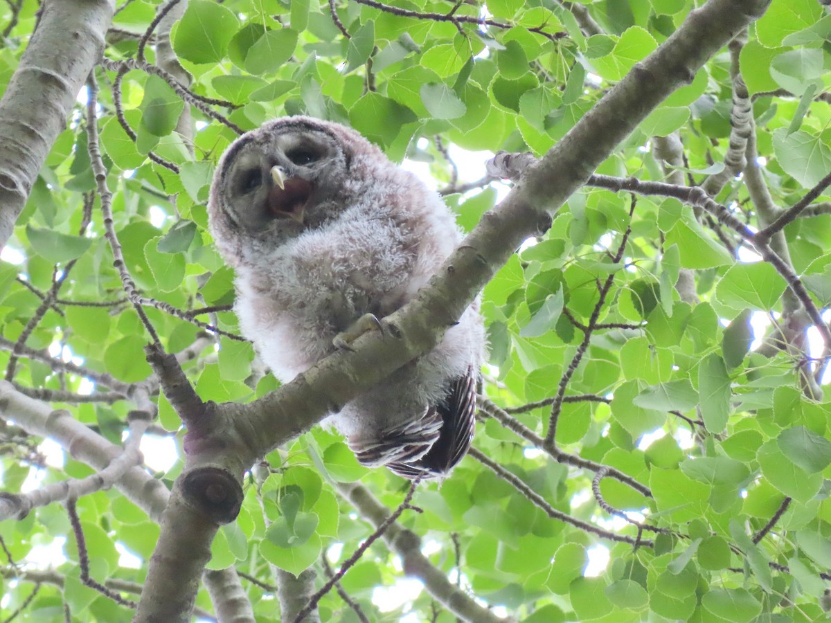 Barred Owl - ML619653099