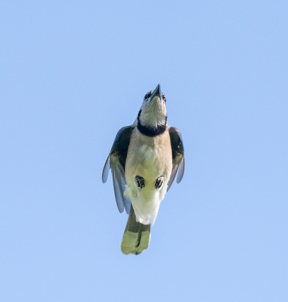 Blue Jay - Scott Murphy