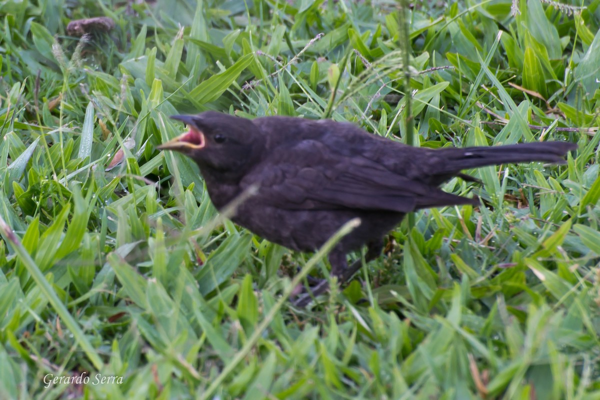 Shiny Cowbird - Gerardo Serra