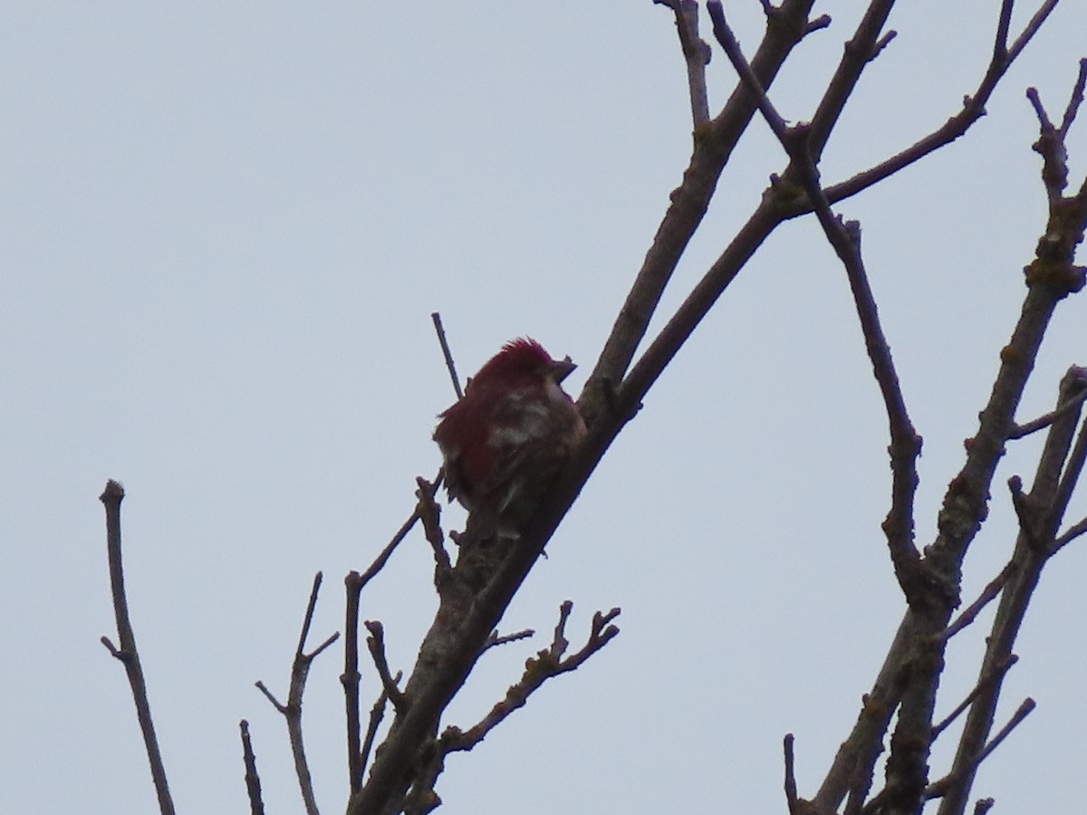 Purple Finch - ML619653110