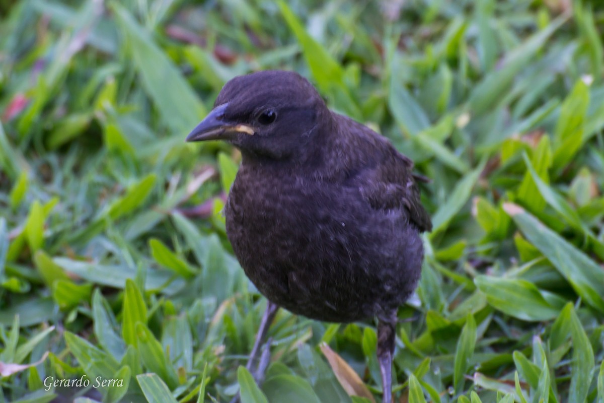 Shiny Cowbird - Gerardo Serra