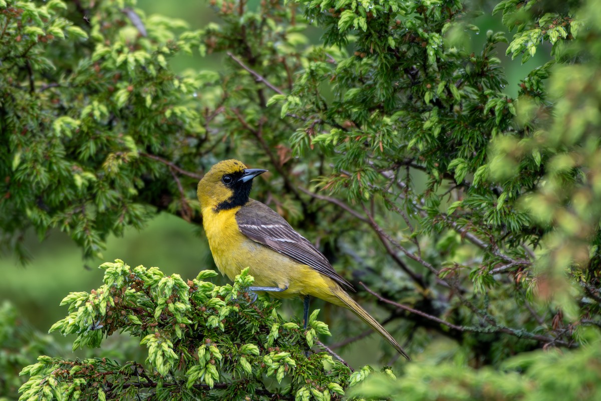 Orchard Oriole - Brendon McCullen