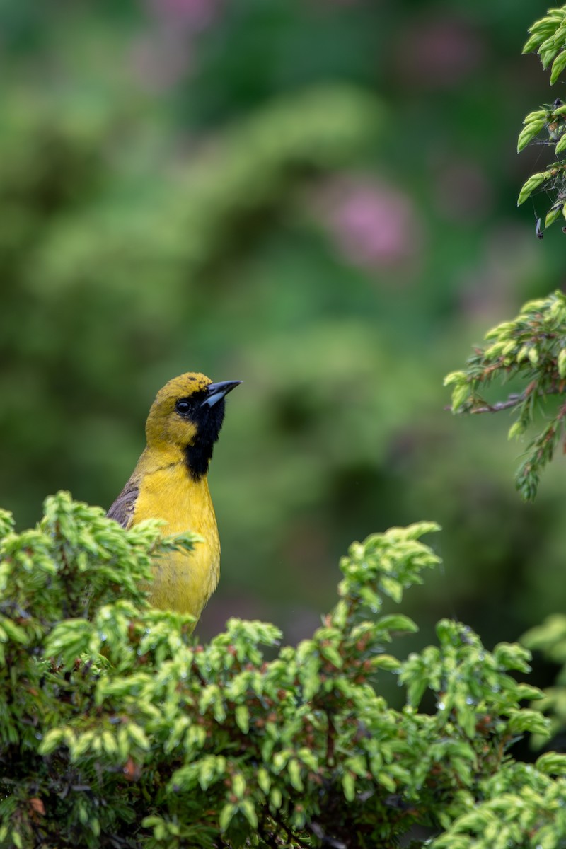 Orchard Oriole - Brendon McCullen