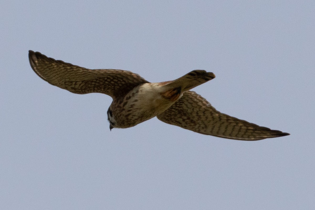 American Kestrel - Patrick Addy