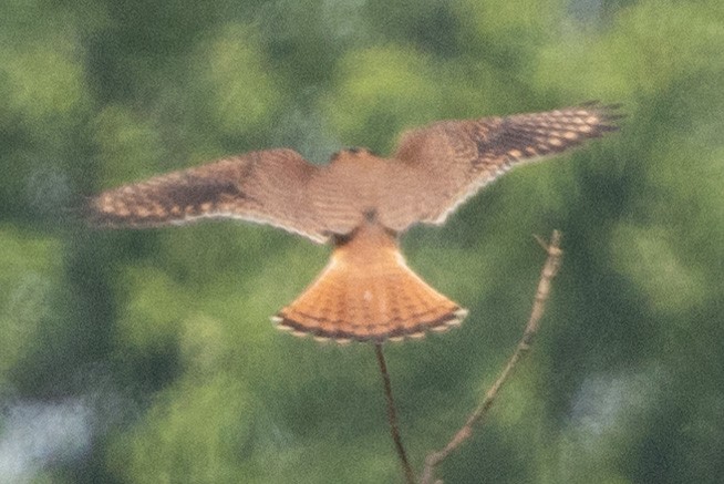 American Kestrel - Patrick Addy