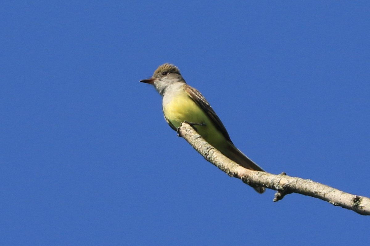 Great Crested Flycatcher - Jennifer Allison