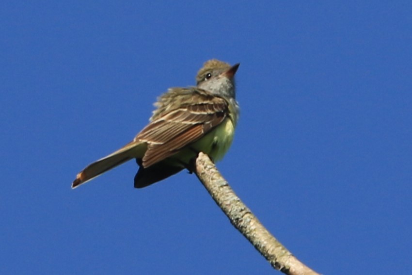 Great Crested Flycatcher - Jennifer Allison